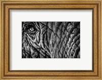 Framed Elephant Close Up - Black & White
