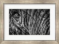 Framed Elephant Close Up - Black & White
