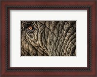 Framed Elephant Close Up