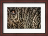 Framed Elephant Close Up