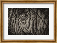 Framed Elephant Close Up II Sepia