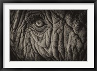 Framed Elephant Close Up II Sepia