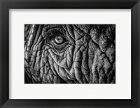 Framed Elephant Close Up II - Black & White