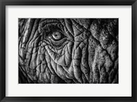 Framed Elephant Close Up II - Black & White