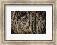 Framed Elephant Close Up II