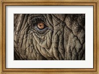 Framed Elephant Close Up II