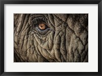 Framed Elephant Close Up II