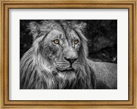 Framed Lion - Black & White