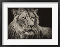 Framed Lion Sepia