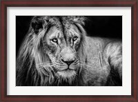 Framed Lion II - Black & White