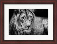 Framed Lion II - Black & White