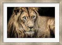 Framed Lion II