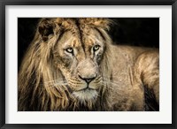 Framed Lion II