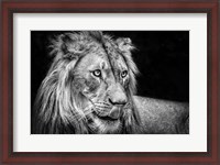 Framed Lion III - Black & White
