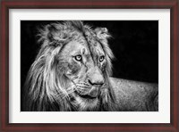 Framed Lion III - Black & White