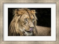 Framed Lion III