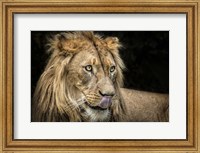 Framed Lion III