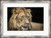 Framed Lion III