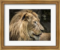 Framed Lion IV