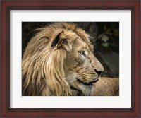 Framed Lion IV