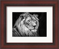 Framed Lion V - Black & White