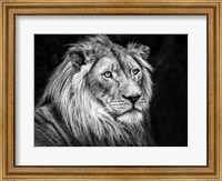 Framed Lion V - Black & White