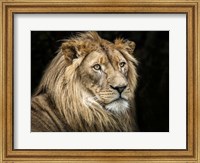 Framed Lion V
