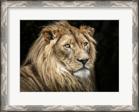 Framed Lion V