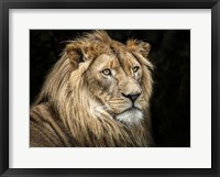 Framed Lion V