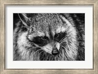 Framed Raccoon - Black & White