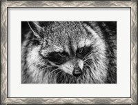 Framed Raccoon - Black & White