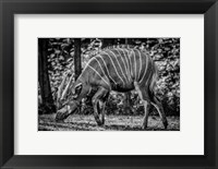 Framed Deer - Black & White