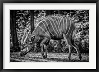 Framed Deer - Black & White