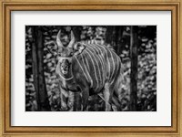 Framed Deer II - Black & White