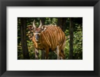 Framed Deer II