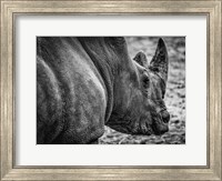 Framed Rhino - Black & White