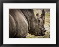 Framed Rhino