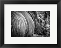 Framed Rhino II - Black & White