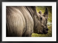 Framed Rhino II