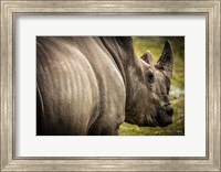 Framed Rhino II