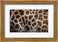 Framed Giraffe