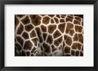 Framed Giraffe