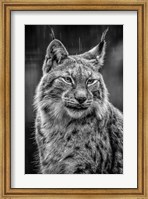Framed Lynx in the Rain - Black & White