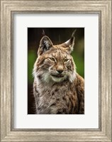 Framed Lynx in the Rain
