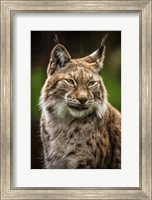 Framed Lynx in the Rain