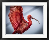 Framed Red Bird