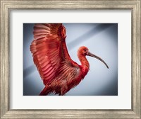 Framed Red Bird