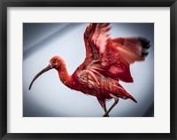 Framed Red Bird II