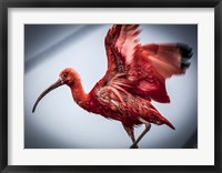 Framed Red Bird II