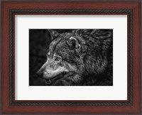 Framed Lone Wolf - Black & White